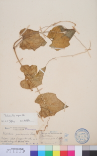 Specimen thumbnail